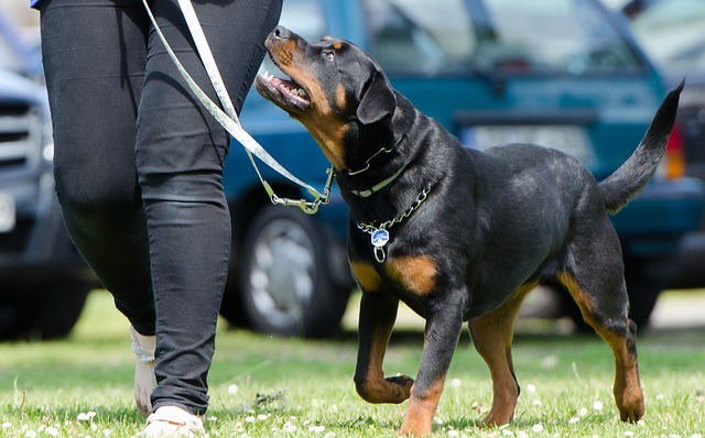 Learn About a Dog a Day – The Worlds Biggest Rottweiler插图17