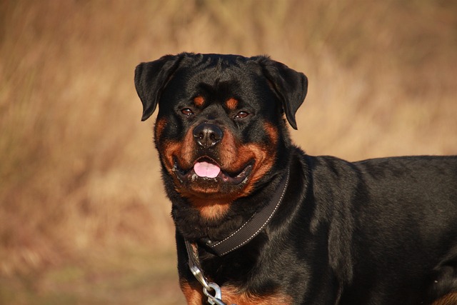 Learn About a Dog a Day – The Worlds Biggest Rottweiler插图20