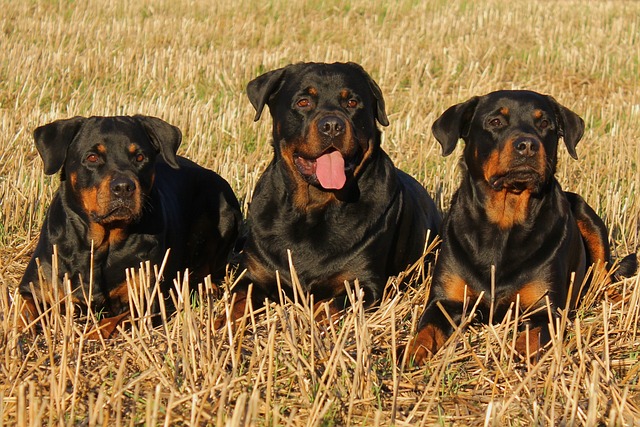 Learn About a Dog a Day – The Worlds Biggest Rottweiler插图4
