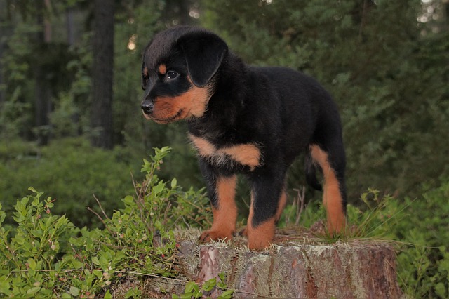 Learn About a Dog a Day – The Worlds Biggest Rottweiler插图13