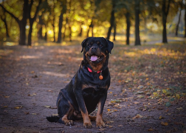 Learn About a Dog a Day – The Worlds Biggest Rottweiler插图8