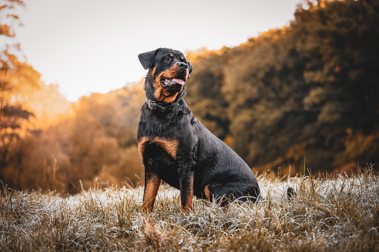 Learn About a Dog a Day – The Worlds Biggest Rottweiler插图10