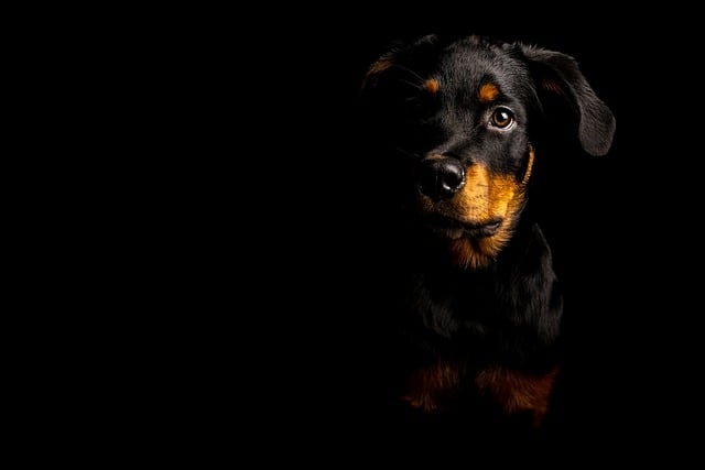 Learn About a Dog a Day – The Worlds Biggest Rottweiler插图19