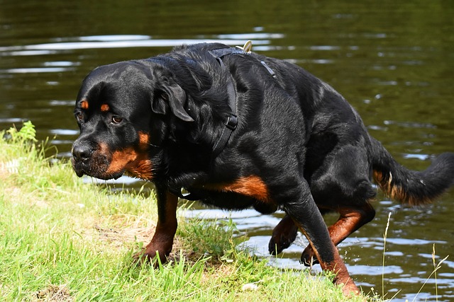 Learn About a Dog a Day – The Worlds Biggest Rottweiler插图5