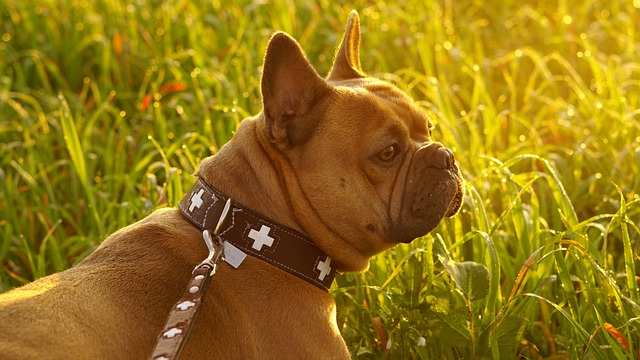 Dark Brown French Bulldog：Health Concerns and Optimal Feeding Conditions插图19