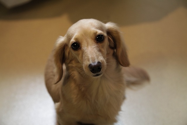 Cream long haired dachshund: Intelligent and Smart Family Companion插图13