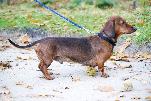 Cream long haired dachshund: Intelligent and Smart Family Companion插图14