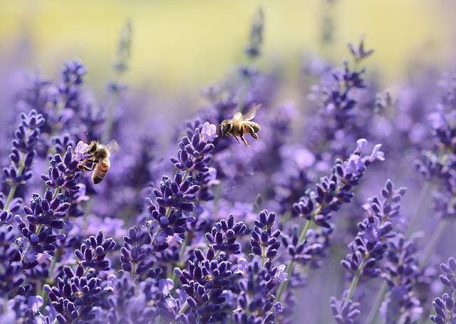 is lavender safe for dogs