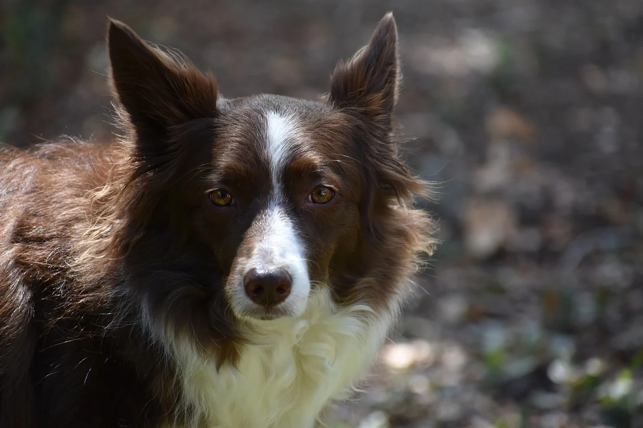 how to put on a dog harness