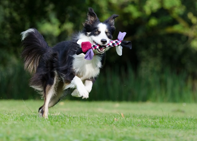 how to put on a dog harness