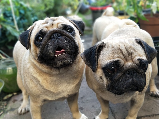 black pug