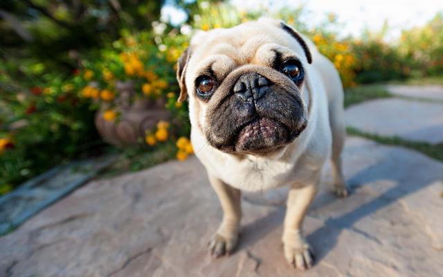 pug puppies