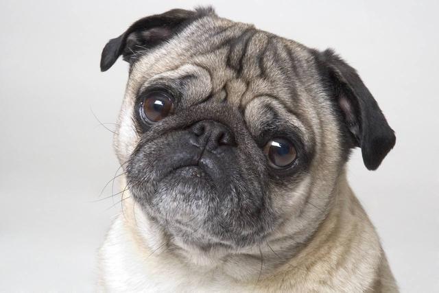 pug puppies