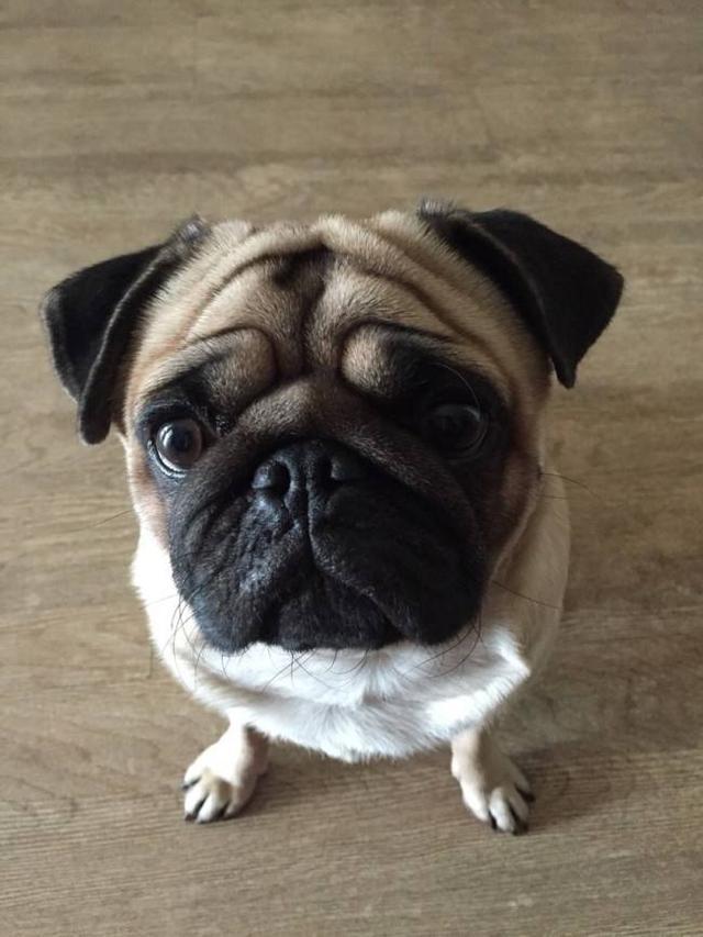 pug puppies