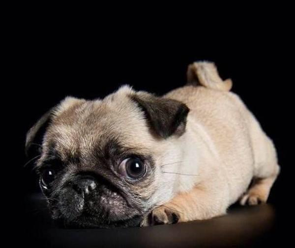 pug puppies