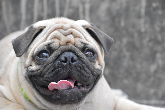 dark brown pug