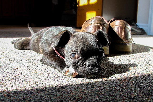 dark brown pug