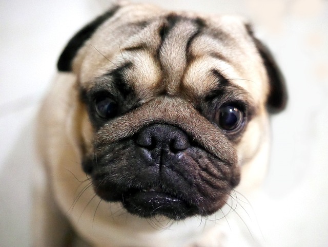 dark brown pug