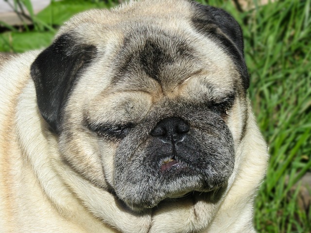 retro pug