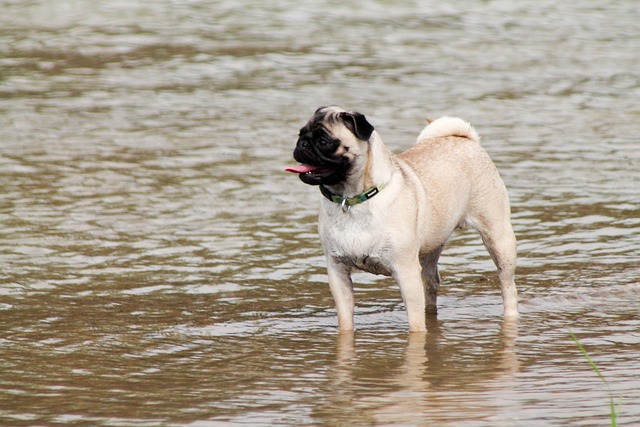 retro pug