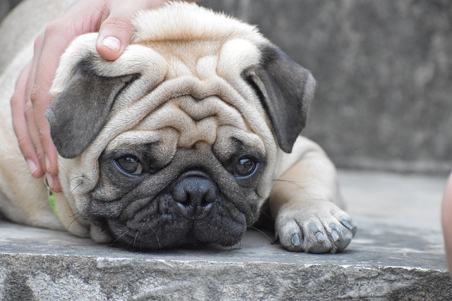 black pug
