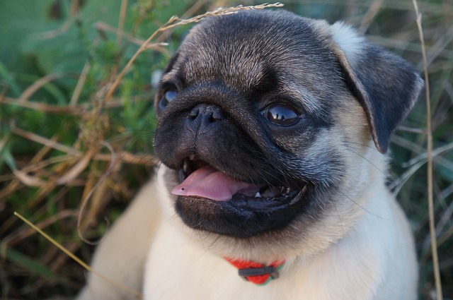 dark brown pug