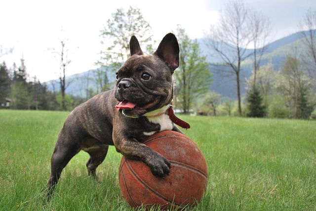 fluffy french bulldog