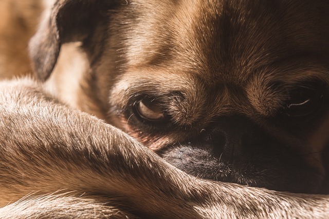 black pug