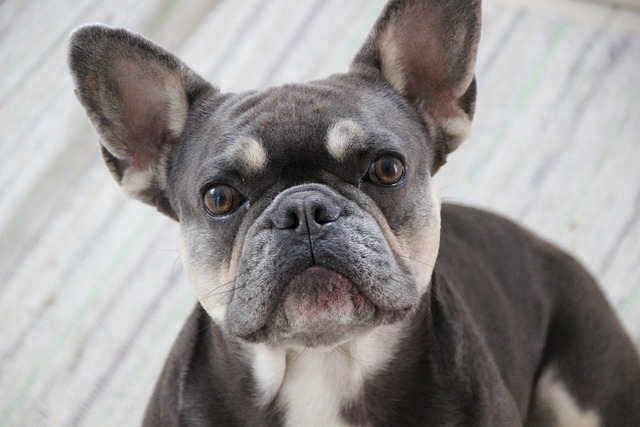 blue french bulldog