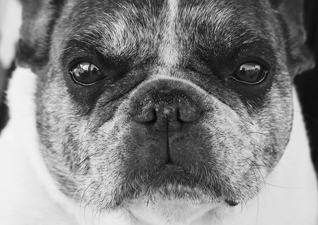 fluffy french bulldog