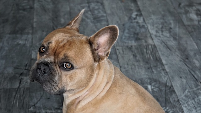 merle french bulldog