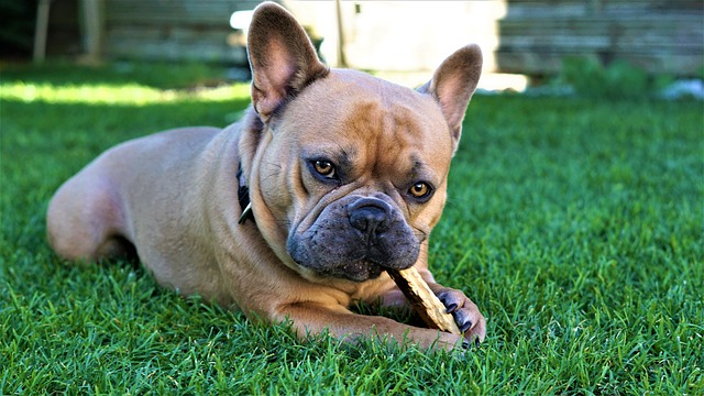 fluffy french bulldog