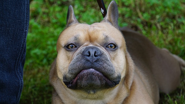 merle french bulldog