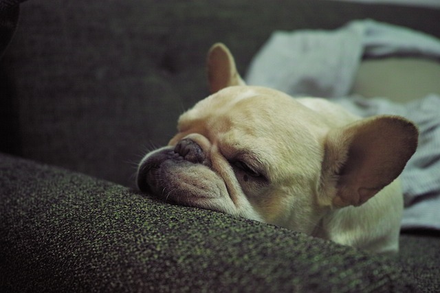 fluffy french bulldog