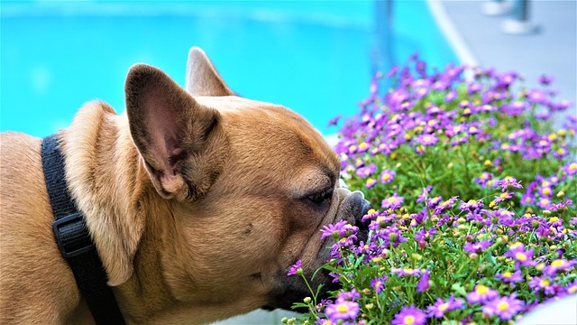 blue french bulldog
