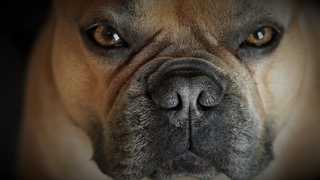fluffy french bulldog