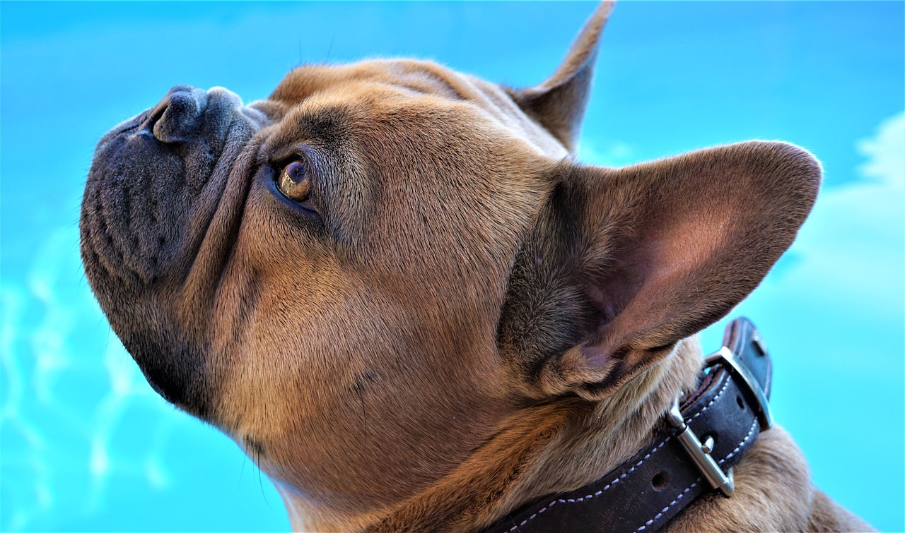 blue french bulldog