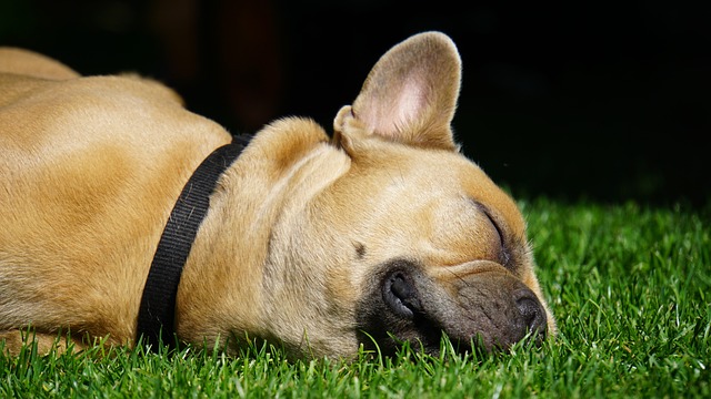 blue french bulldog