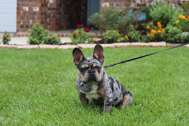 fluffy french bulldog