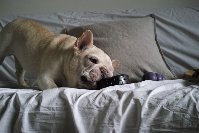 fluffy french bulldog