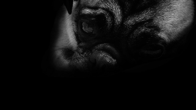black and brown pug