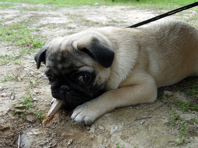 retro pug