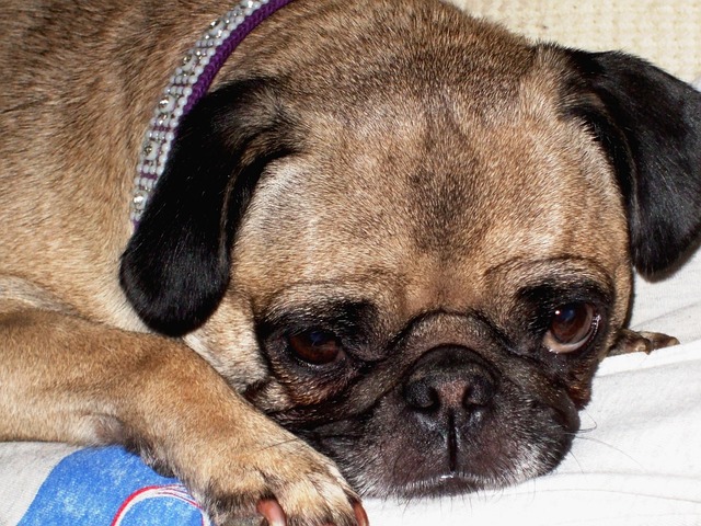 retro pug