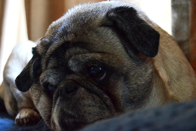 retro pug