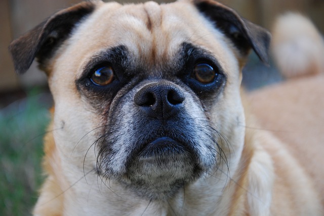 black pug