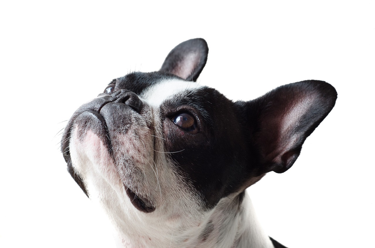 fluffy french bulldog