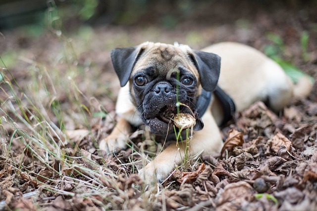 black and brown pug