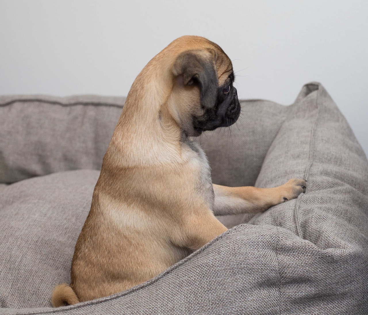 black pug