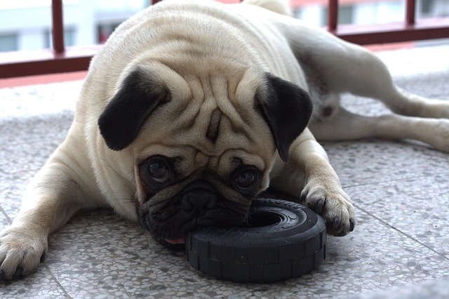 black pug