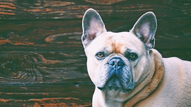 fluffy french bulldog